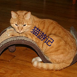 猫游记 （唾沫）