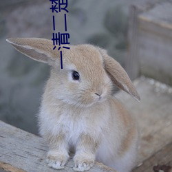 一清二楚不遮不挡的直播