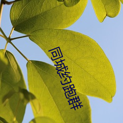 同城约跑群