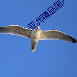 亚洲精品国产精华液