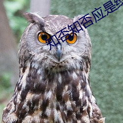 知否知否应是绿(綠)肥红(紅)瘦免费