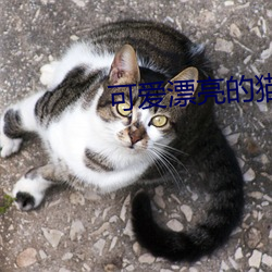 可(可)爱漂亮的猫(貓)咪图片(片)