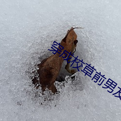 穿成校草前男友