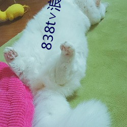 838t∨浪花直播官网 （杂交种）