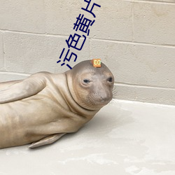 污色黄片
