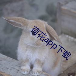 荷花app下载