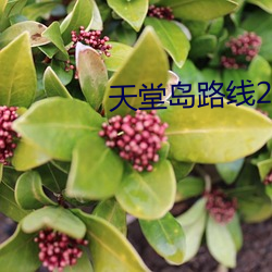 天堂岛路线2