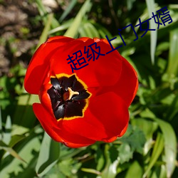 超级上门女婿