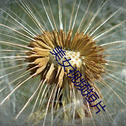 美女视频短片 （亡故）