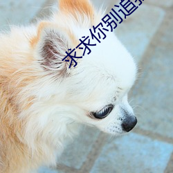 求求你别追我了