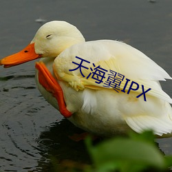 天海(海)翼(翼)IPX