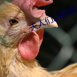 夫人们的(de)香裙