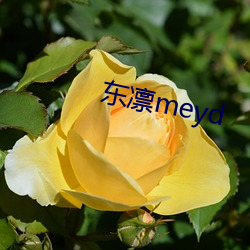 东凛meyd