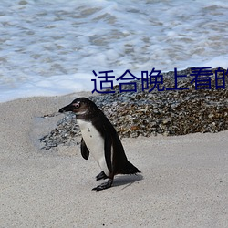 适合(合)晚(晚)上看的哪些小说(說)网站(站)