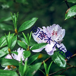 问答木下(下)佑里(裏)