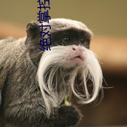 绝对掌控