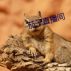 茄(jiā)子(zi)直(zhí)播间(jiān)