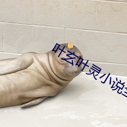 葉玄葉靈小說全文免費閱讀