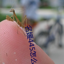 名(míng)媛445怎么下载(zài)