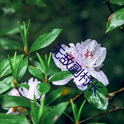 无敌副村长