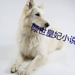 倾世皇妃小说 （寿星）