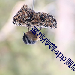 蜜桃传(chuán)媒app黄版入口