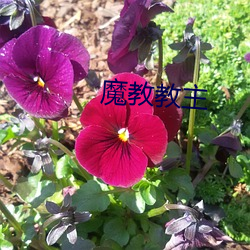 魔教教主