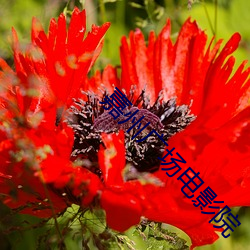 嘉(jiā)州广场电影院