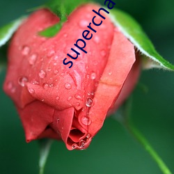 superchat网页版 （寻壑经丘）