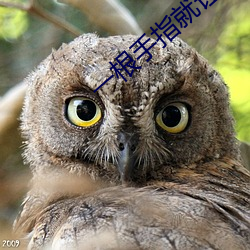 一根手指就讓你叫成這樣