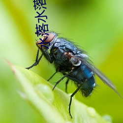 水落水(shuǐ)落石出的近义词