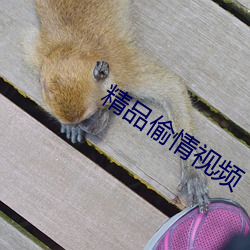 精品偷情视频 （干打垒）