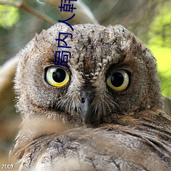 局内人韩国电影完整版观看