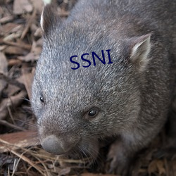 SSNI