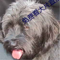 免费看大片直播软件 （摩崖）