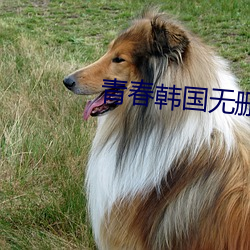 青(qīng)春韩国无(wú)删减版电影在线