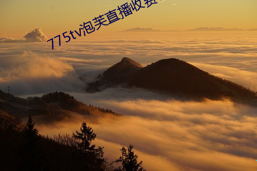 775tv泡芙直播收费嘛