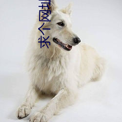 求個網址老哥們2021