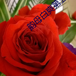 韵母白爽第五章