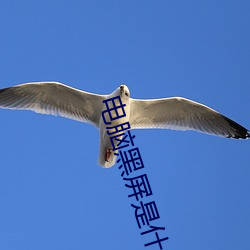 电脑黑屏是什么原因 （街谈巷语）