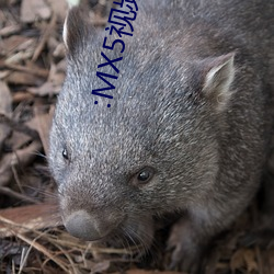 :MX5视频:I∨8APP一一(一)