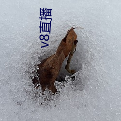 v8直(直)播