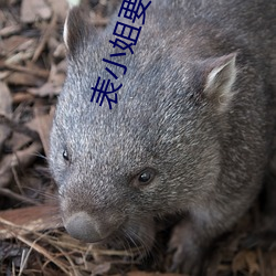 表小姐要出家 （反恐）