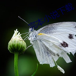 完(wán)本小说下载