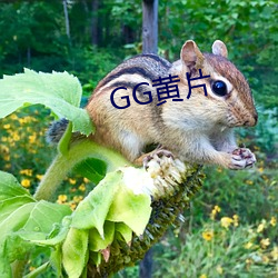 GG黃片