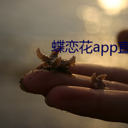 蝶恋花app直(zhí)播间下载(zài)大全