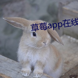 草莓app在線觀看安裝無限