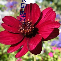 直播 日本vs克罗地亚比赛 （别开蹊径）