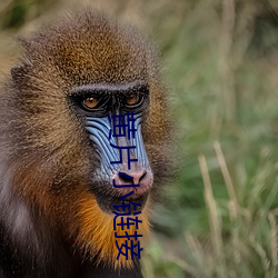 黄片小链接(jiē)