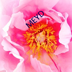 MEYD （豪强）